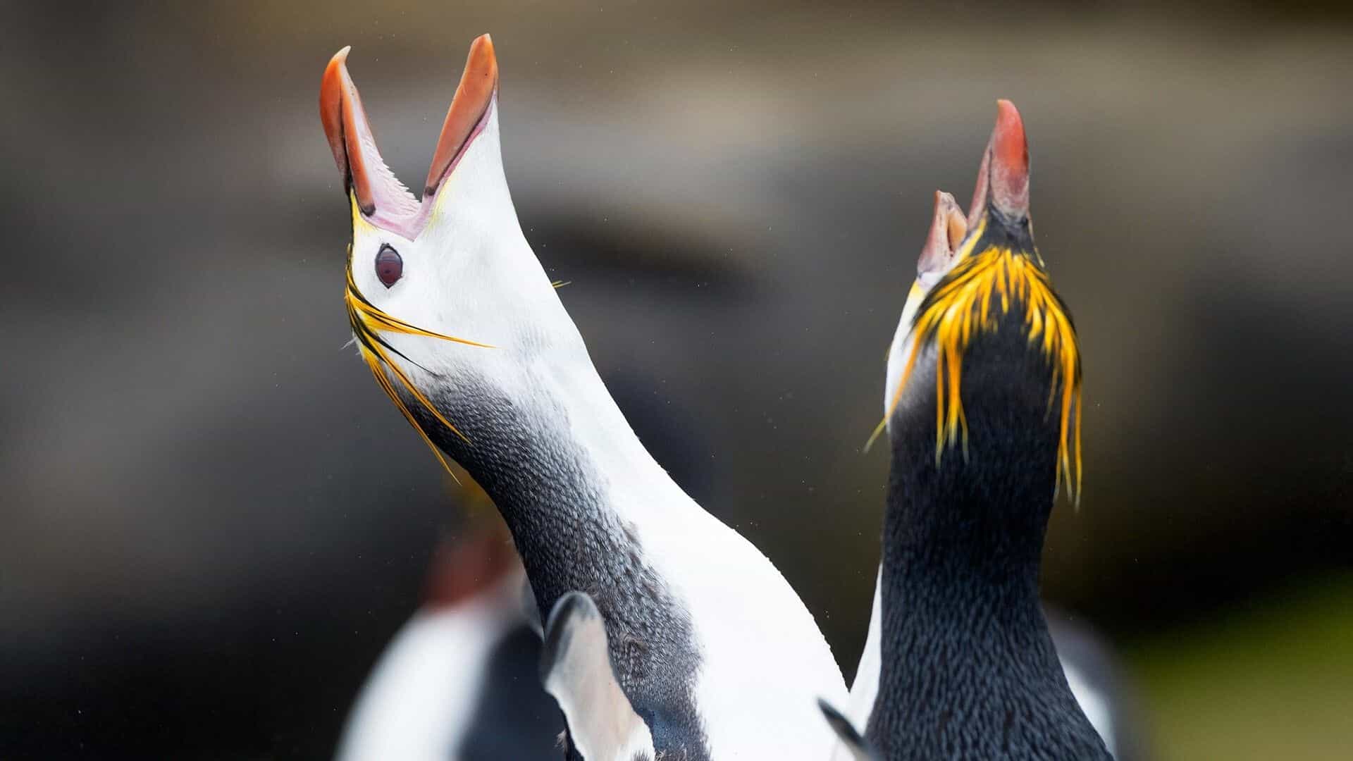 img0